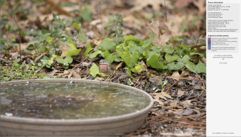 Typical R5 shot with busy background - 3 shots, bird blurred in all of them.png