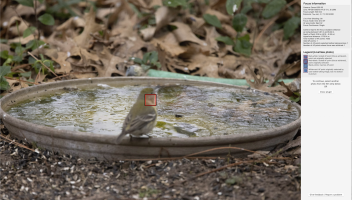 Another R5 shot where focus was locked on bird but out of focus.png