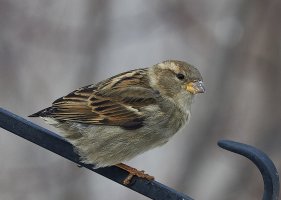 SparrowNot5256PhzWeb.jpg