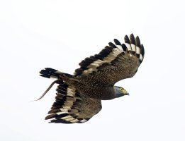 CrestedSerpentEagle+serpent_2B4A6435.jpg