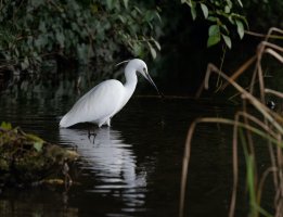 309A6019-DxO_Little_Egret_less_crop_small.jpg