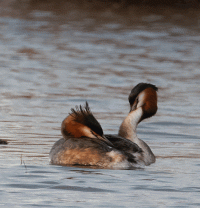 Great_Crested_Grebes_2_small.gif