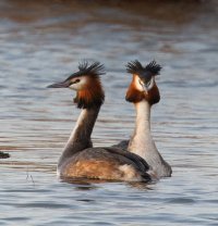 309A6291-DxO_great_crested_grebes_gif_2.jpg