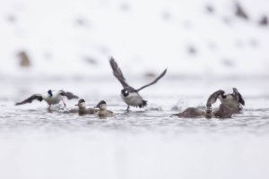 Output 60_Y8A0650.jpg