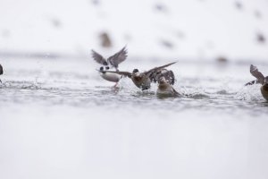 Output 60_Y8A0652.jpg