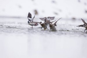 Output 60_Y8A0653.jpg