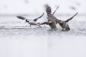 Output 60_Y8A0654.jpg