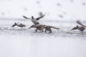 Output 60_Y8A0655.jpg