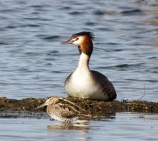 309A6522-DxO_Great_crested_grebe+snipe_cmc_lsss.jpeg