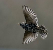 309A6660-DxO_starling_flying-lsss-2_00x.jpg