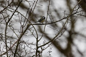 309A6760-DxO_great_tit_singing_full.jpg