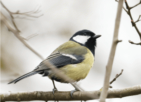 Great_tit_singing.gif