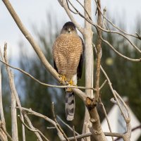 054A3386 Mystery Hawk No. 1 - 5X5.jpg