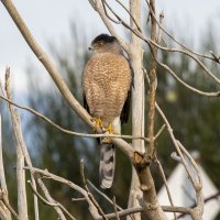 054A3387 Mystery Hawk No. 1 5X5.jpg