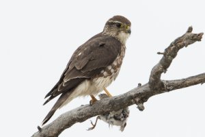 Merlin (winter) 100.jpg