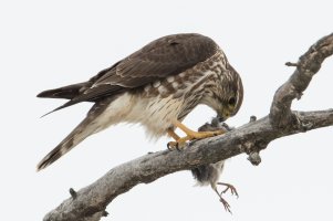 Merlin (winter) 103.jpg