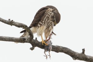 Merlin (winter) 107.jpg