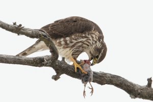 Merlin (winter) 109.jpg