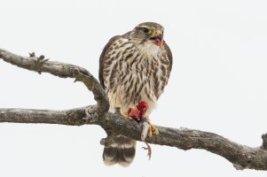 Merlin (winter) 113.jpg