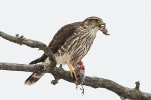 Merlin (winter) 120.jpg