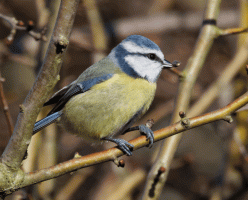 Blue_Tit+sunflowerseed.gif