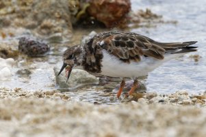 DSC_1798_DxO.jpg DSC_1798_DxO.jpg