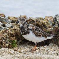 DSC_1848_DxO.jpg DSC_1848_DxO.jpg