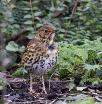 309A8398-DxO_RF_500_songthrush.jpg