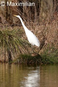 Egret_4.JPG