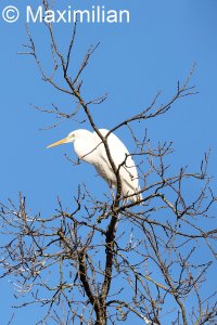 Egret_5.JPG