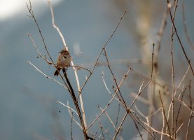 small bird_1-2.jpg