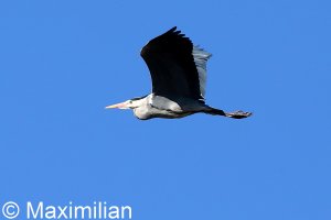 Heron_BIF_1.JPG