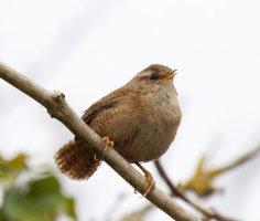 309A8907-DxO_wren_vg_singing-ls-2_00xss.jpg