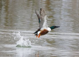 309A8502-DxO_RF_1120_Shoveller_taking_off-is-sharpen-stabilize.jpg