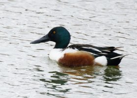 309A8529-DxO_RF_800_shoveller-is-sharpen-stabilize (1).jpg