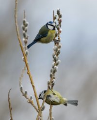 309A8682-DxO_blue_tits_eating_lsss small.jpg