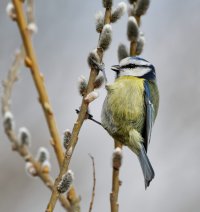 309A8645-DxO_blue_tit_eating-lsss.jpg