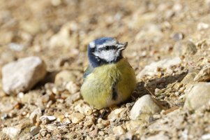 2Blue_Tit_9U1A0408_DxO.jpg