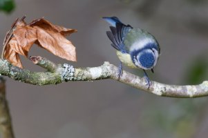 1Blue_Tit_9U1A0328_DxO.jpg