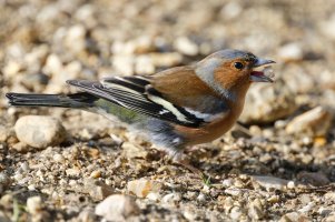 3Chaffinch_9U1A0596_DxO.jpg