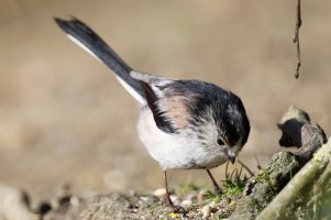 5Long-Tailed_Tit_9U1A0561_DxO.jpg