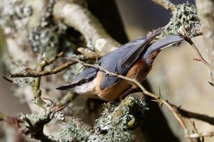 6Nuthatch_9U1A0340_DxO.jpg