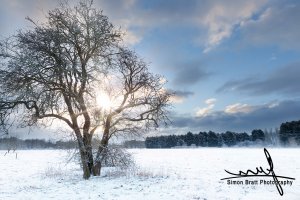 Bare tree in a snow field with early sunrise.jpg