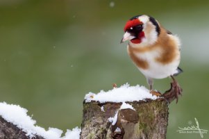 Gold finch sat on a snowy log in winter.jpg
