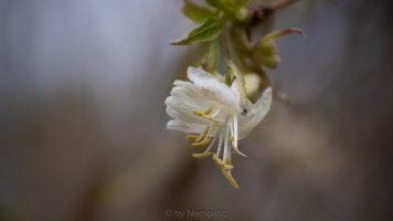 2021-03-10 19-12-56 (C,Smoothing4).jpg