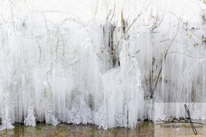 Frozen icicles covering large trees in Norfolk.jpg