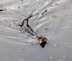 Northern River Otter.jpg