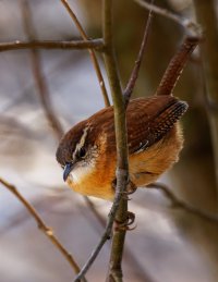 A02_0321_1_4k90%.jpg A02_0321_1_4k90%.jpg