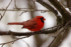 A01_6534_4k90%.jpg A01_6534_4k90%.jpg