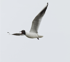 Blackheaded_gull_reduced.gif